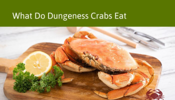 What Do Dungeness Crab Eat? Krab Kingz